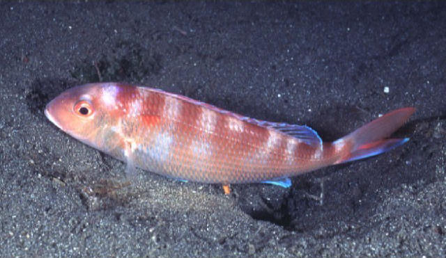 Nemipterus furcosus